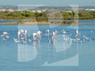 Bungalow · Obra Nueva SAN PEDRO DEL PINATAR · Las Esperanzas