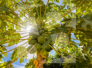 Dúplex · La Revente TORREVIEJA · Zone Carrefour